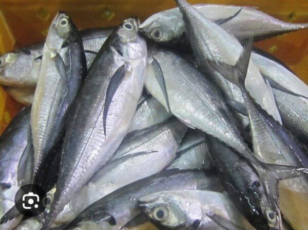 Toni Fish