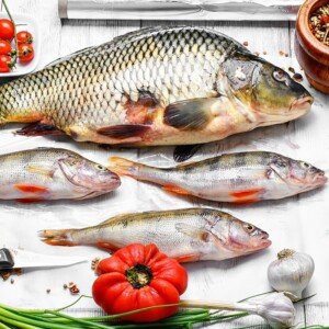 Tilapia